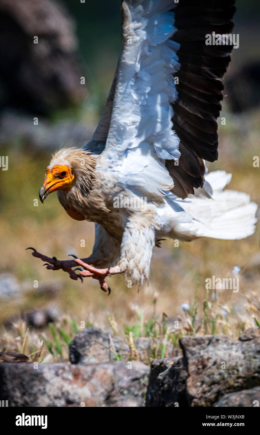 Monti Rodopi Bulgaria Giugno 2019: Territorio dell'Arda il letto del fiume orientale montagne Rodopi è la casa di alcune colonie di uccelli protetti, avvoltoio grifone (Gyps fulvus) e Capovaccaio anche il più importante sito di riproduzione (Neophron percnopterus a livello mondiale una specie in via di estinzione. La Bulgaria il Grifone la popolazione è diminuita attraverso la maggior parte del xx secolo ritenuta estinta nel paese negli anni sessanta fino a quando una coppia di allevamento e 28 birEastern Rodopi è anche il più importante sito di riproduzione ds sono state scoperte scoperto vicino alla città di Madzharovo Monti Rodopi. In 1 Foto Stock