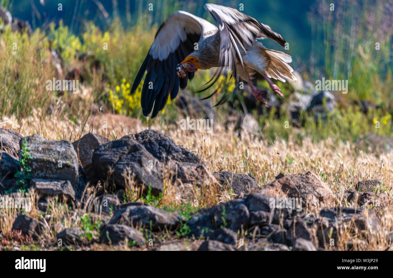 Monti Rodopi Bulgaria Giugno 2019: Territorio dell'Arda il letto del fiume orientale montagne Rodopi è la casa di alcune colonie di uccelli protetti, avvoltoio grifone (Gyps fulvus) e Capovaccaio anche il più importante sito di riproduzione (Neophron percnopterus a livello mondiale una specie in via di estinzione. La Bulgaria il Grifone la popolazione è diminuita attraverso la maggior parte del xx secolo ritenuta estinta nel paese negli anni sessanta fino a quando una coppia di allevamento e 28 birEastern Rodopi è anche il più importante sito di riproduzione ds sono state scoperte scoperto vicino alla città di Madzharovo Monti Rodopi. In 1 Foto Stock