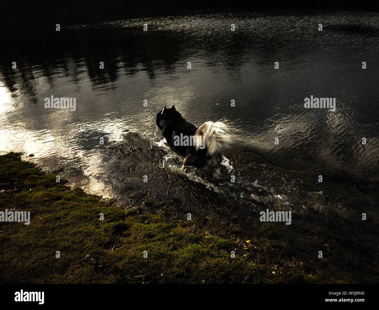 Bella sibirian husky corre in croccanti acqua riflettente Foto Stock
