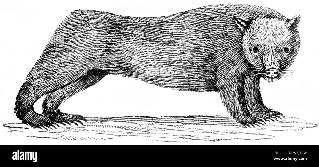 Taglio di legno intagliato, illustrazione presa da "Bewick Thomas "una storia generale di quadrupedi', pubblicato da T. Bewick, Longman e Co. Stampato da Edward Foto Stock