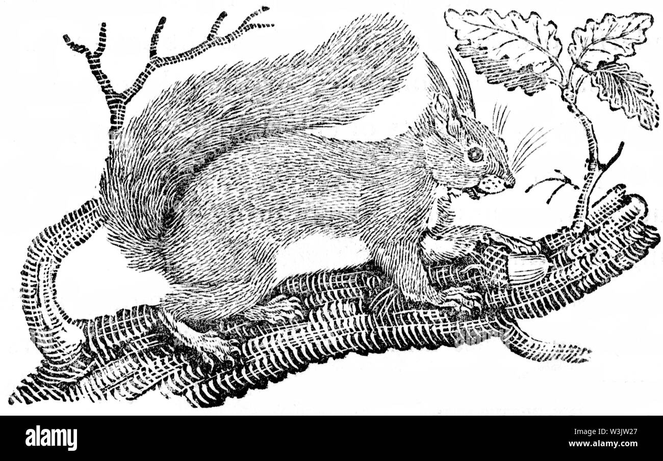 Taglio di legno intagliato, illustrazione presa da "Bewick Thomas "una storia generale di quadrupedi', pubblicato da T. Bewick, Longman e Co. Stampato da Edward Foto Stock