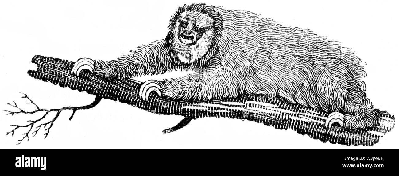 Taglio di legno intagliato, illustrazione presa da "Bewick Thomas "una storia generale di quadrupedi', pubblicato da T. Bewick, Longman e Co. Stampato da Edward Foto Stock