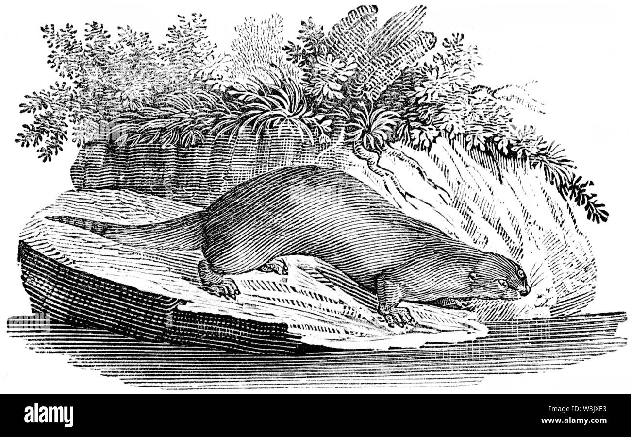 Taglio di legno intagliato, illustrazione presa da "Bewick Thomas "una storia generale di quadrupedi', pubblicato da T. Bewick, Longman e Co. Stampato da Edward Foto Stock