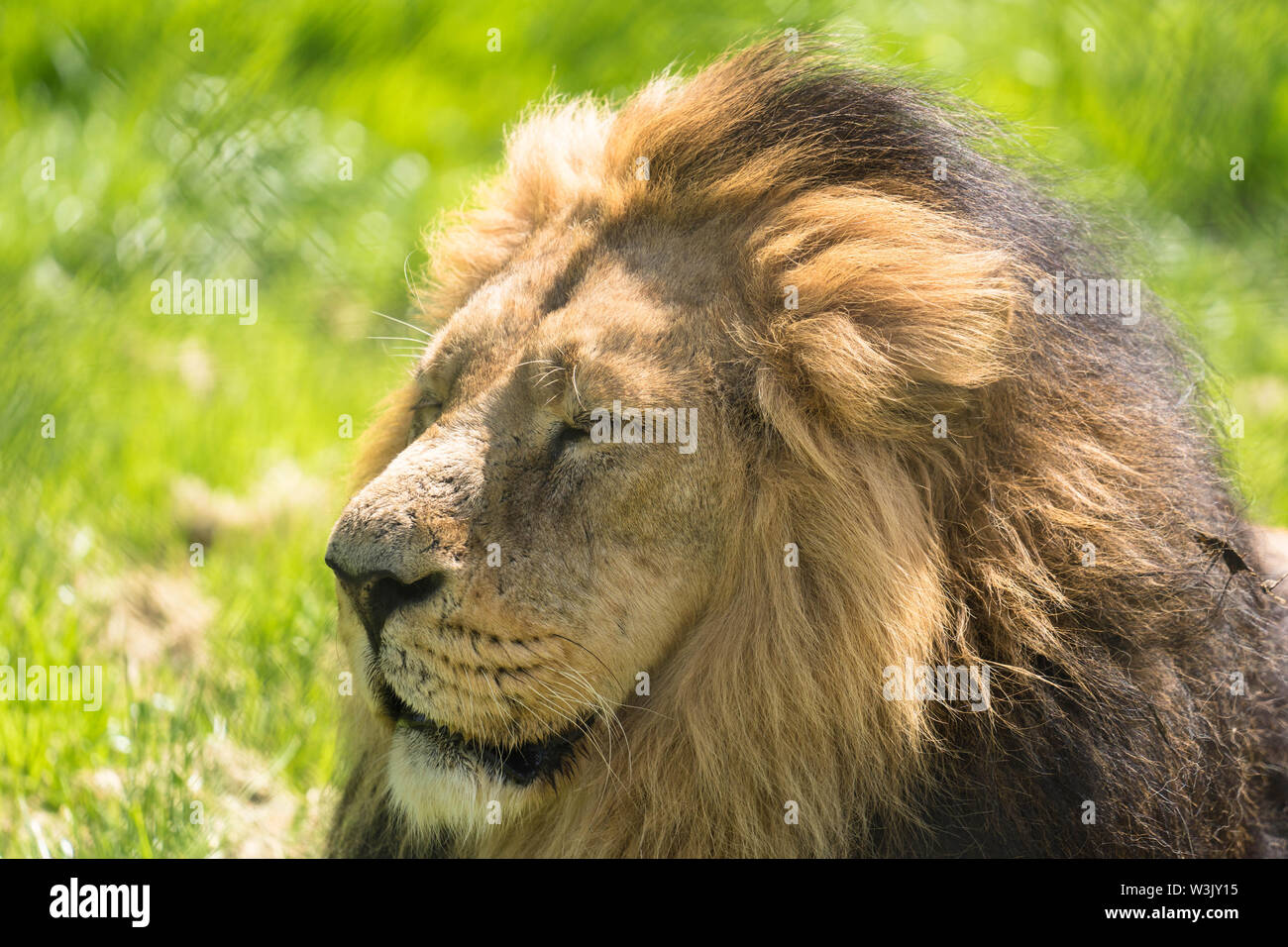 Leone asiatico (Panthera leo persica) CHESTER Inghilterra England Regno Unito. Maggio 2019 Foto Stock