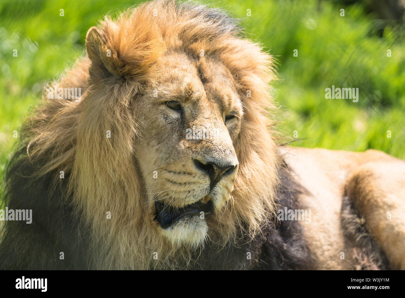 Leone asiatico (Panthera leo persica) CHESTER Inghilterra England Regno Unito. Maggio 2019 Foto Stock