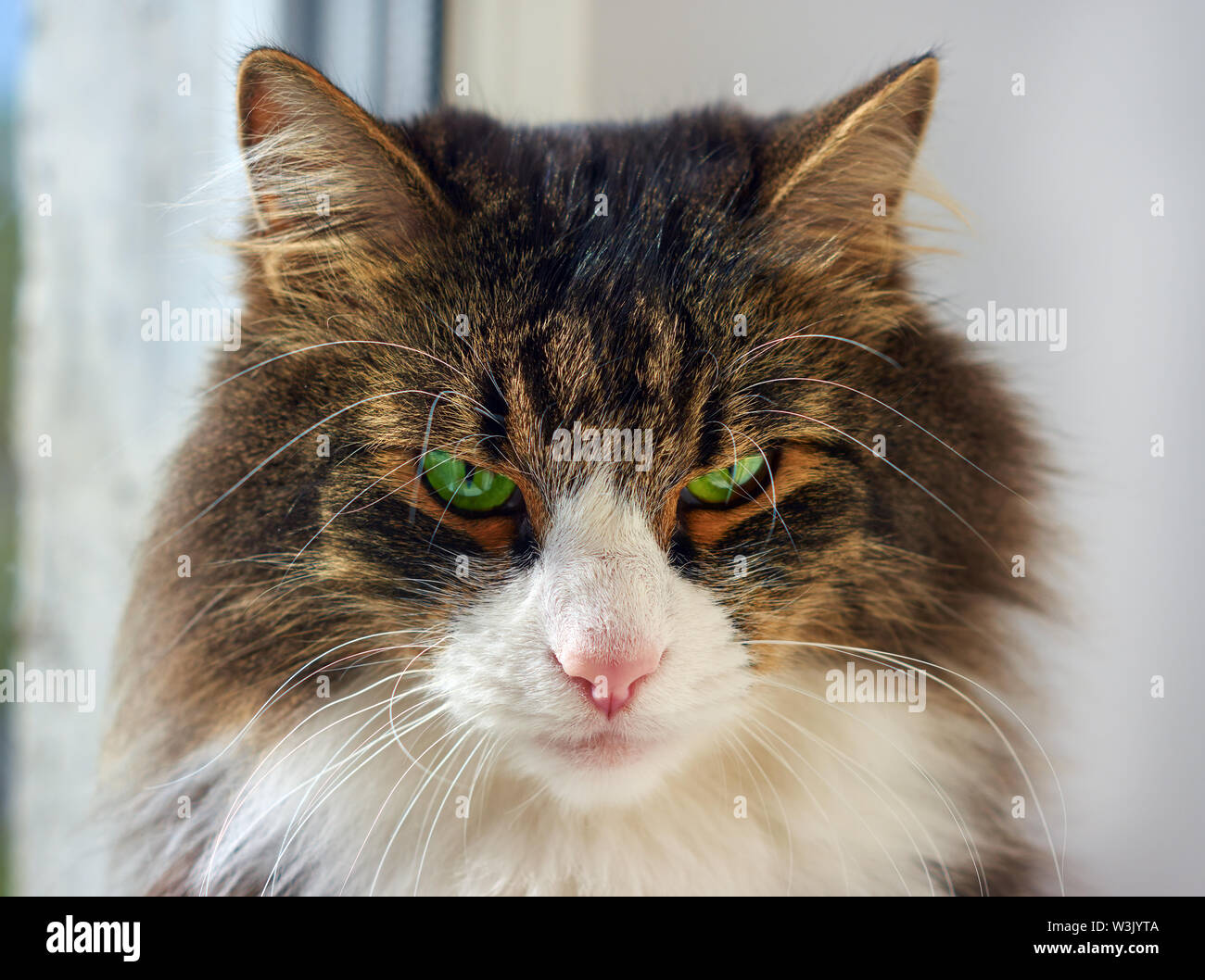 Ritratto a strisce per adulti emozioni gatto sul davanzale interno Foto Stock