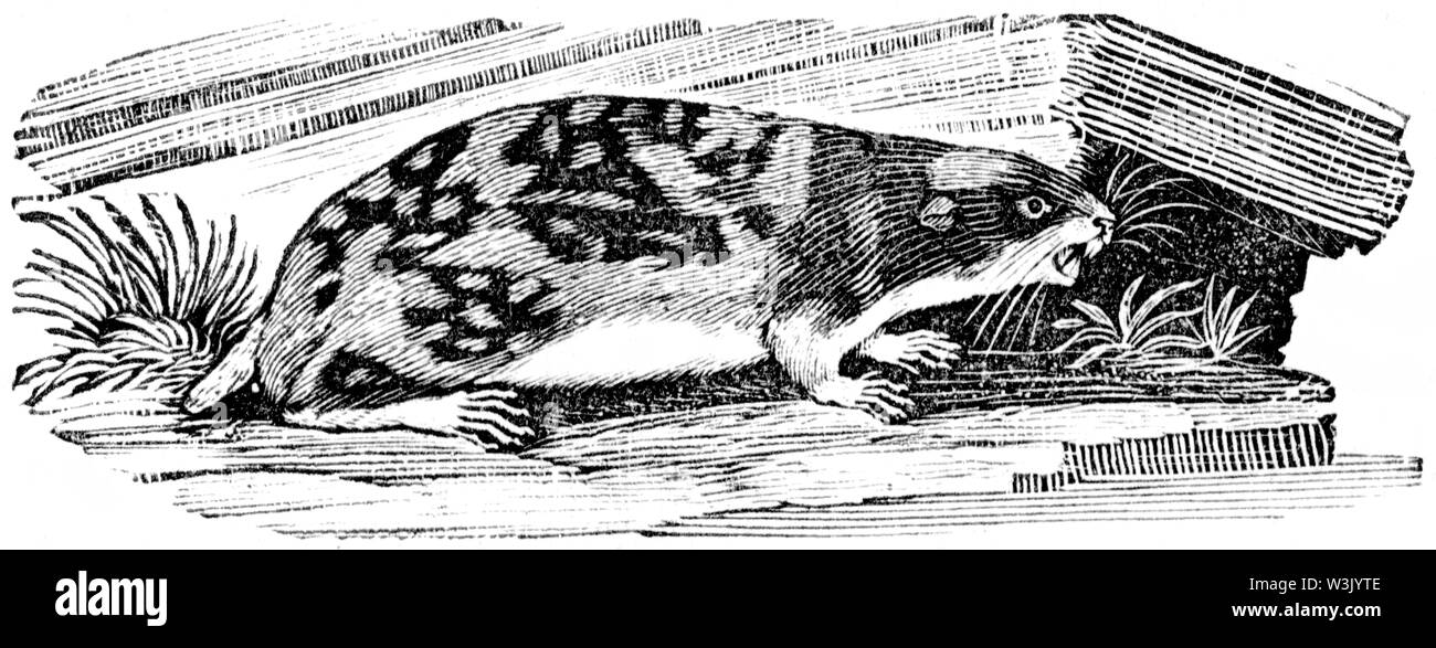 Taglio di legno intagliato, illustrazione presa da "Bewick Thomas "una storia generale di quadrupedi', pubblicato da T. Bewick, Longman e Co. Stampato da Edward Foto Stock