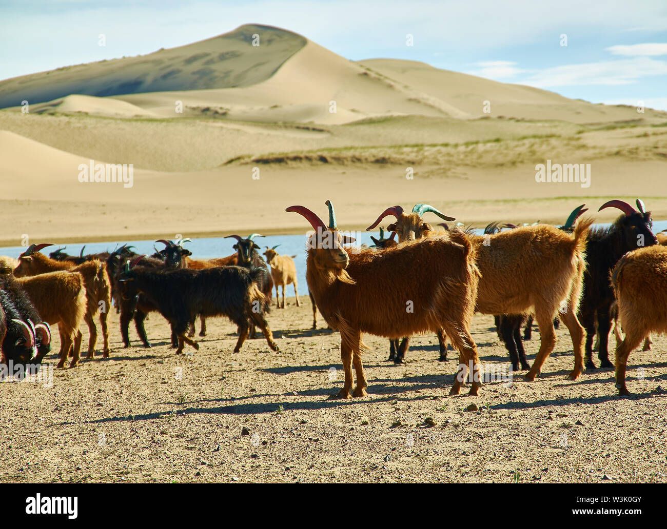 Sands Mongol Els, allevamento di animali allevati su l'erba Foto Stock