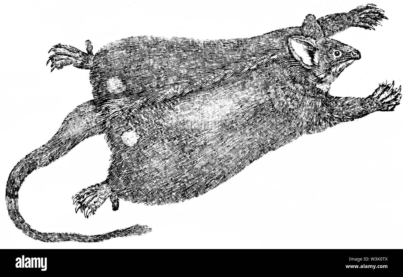 Taglio di legno intagliato, illustrazione presa da "Bewick Thomas "una storia generale di quadrupedi', pubblicato da T. Bewick, Longman e Co. Stampato da Edward Foto Stock