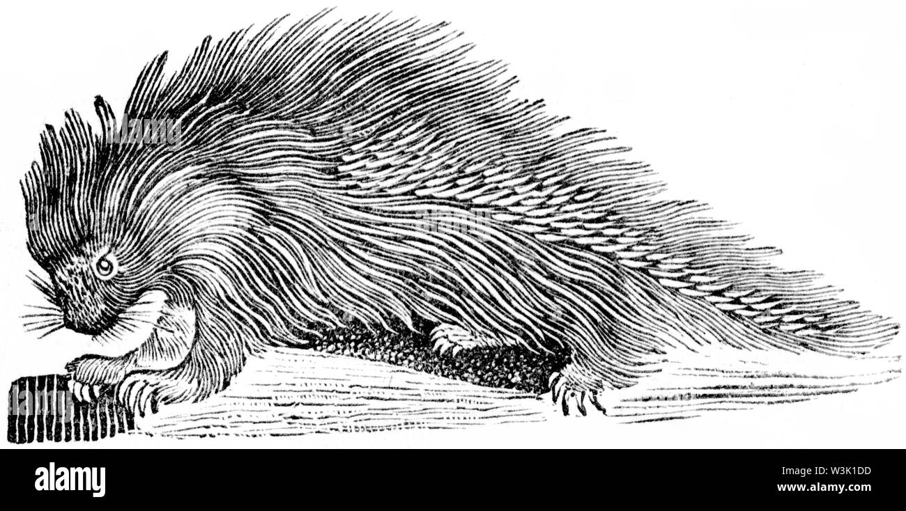 Taglio di legno intagliato, illustrazione presa da "Bewick Thomas "una storia generale di quadrupedi', pubblicato da T. Bewick, Longman e Co. Stampato da Edward Foto Stock