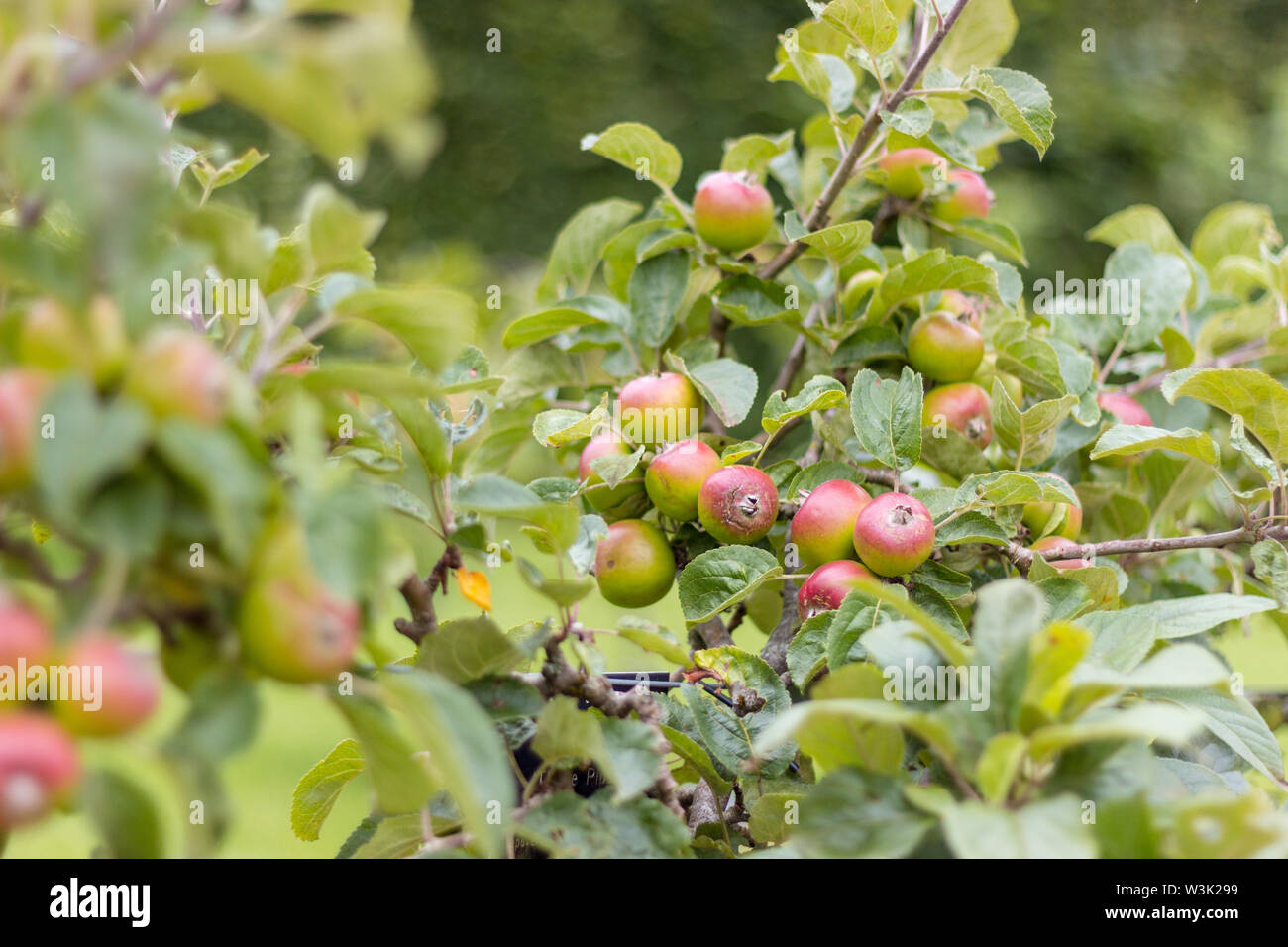 Mela verde-tree con piccoli frutti in un giardino Foto Stock