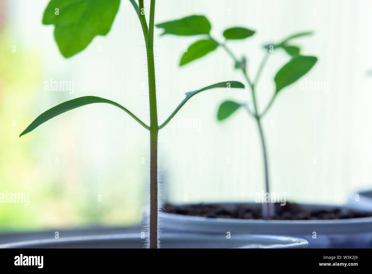 Closeup shot di giovani piante di pomodoro crescente sul davanzale Foto Stock