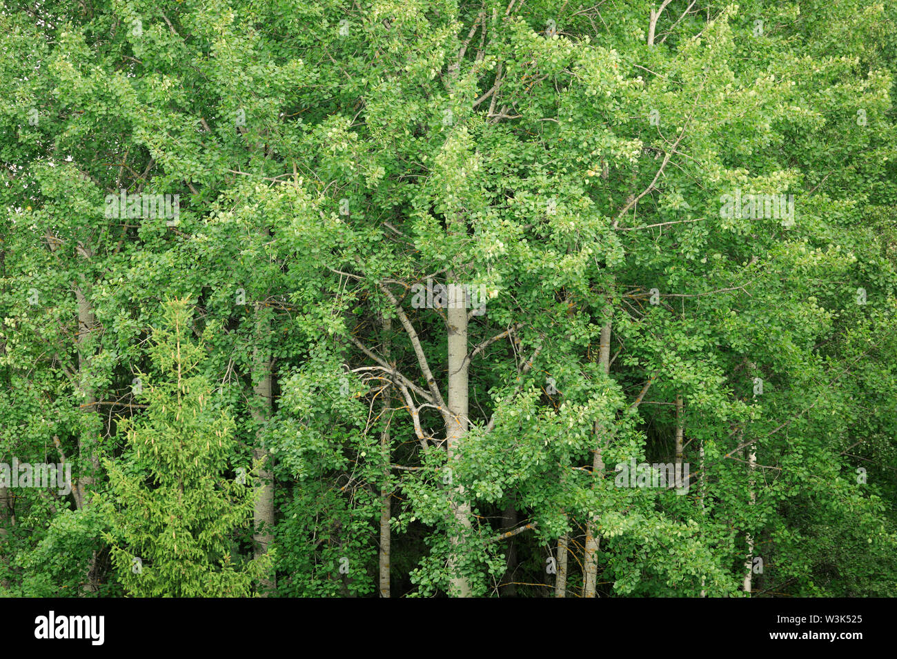 Aspen ad estate fogliame verde sullo sfondo della natura Foto Stock