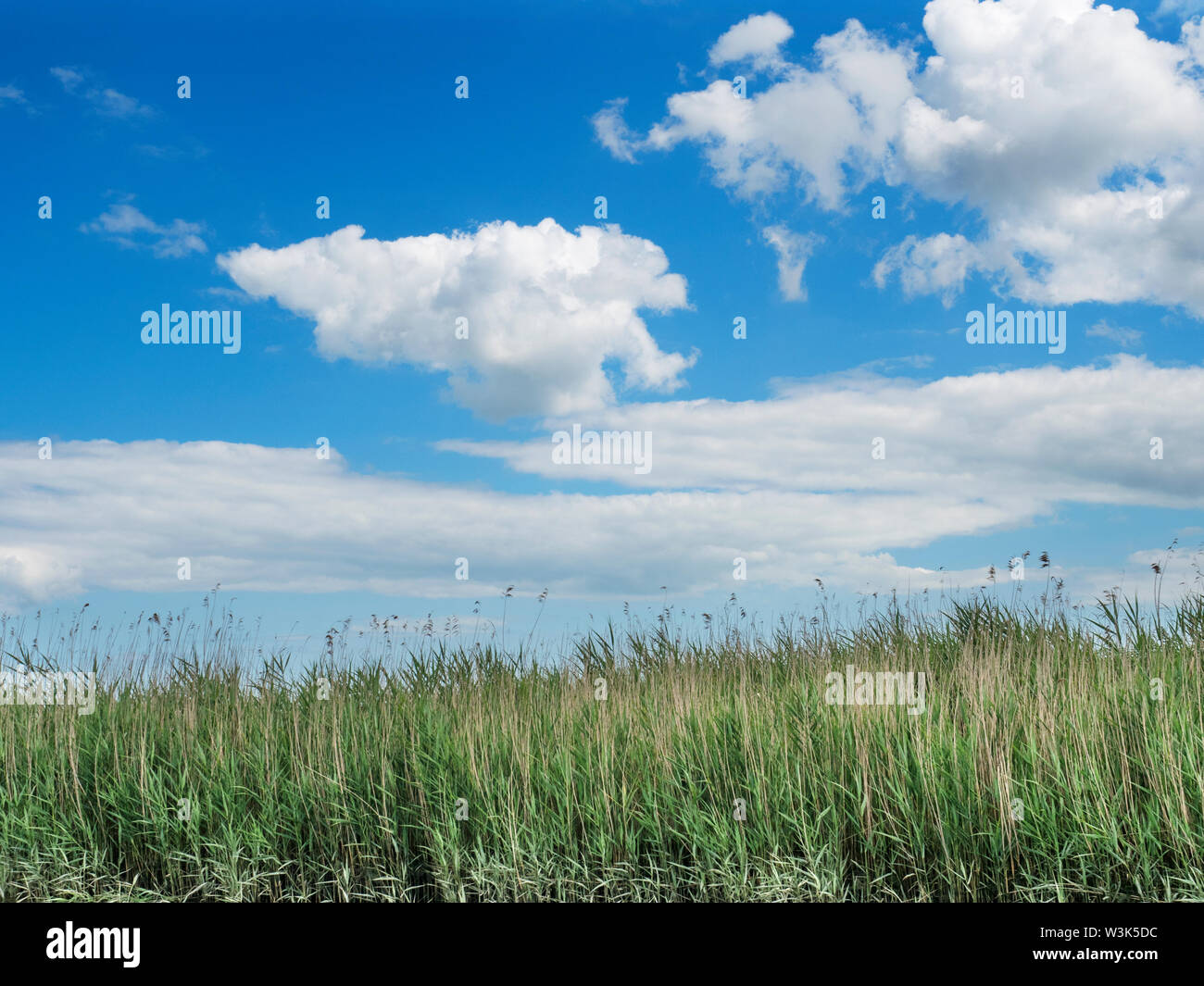 Estate nuvole bianche contro il cielo blu sopra canneti vicino a Snape Maltings Suffolk in Inghilterra Foto Stock