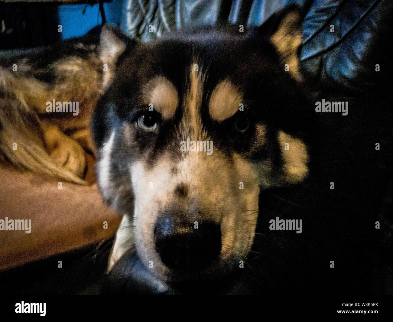 Sibirian cani husky non è divertito su questo Foto Stock