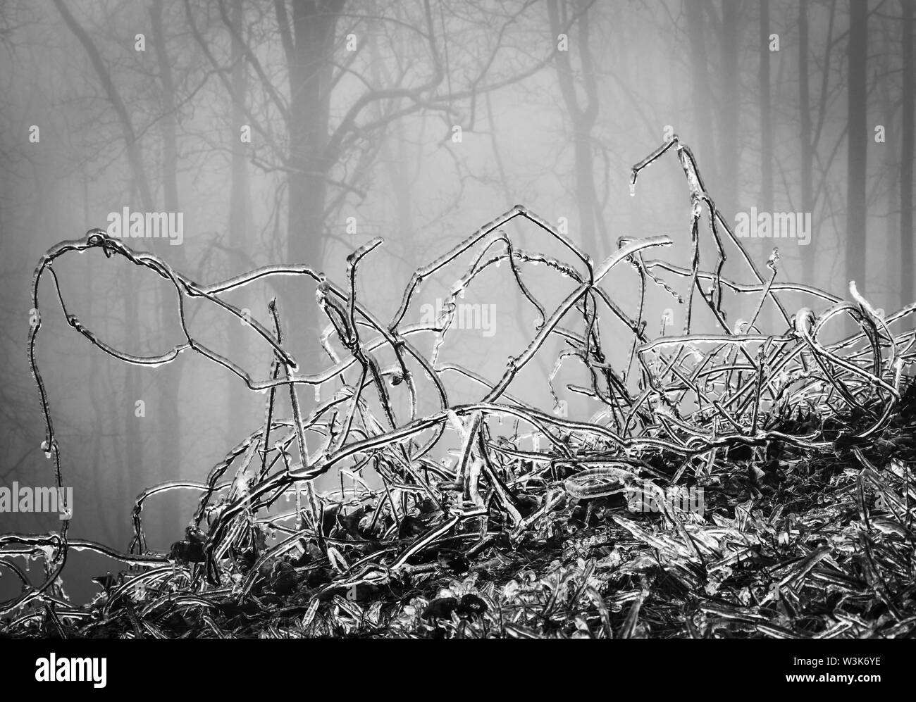 Immagine monocromatica di ghiaccio rivestito di ramoscelli e graminacee, che si verificano come conseguenza di una tempesta di ghiaccio, contro uno sfondo di alberi attraverso la nebbia. Foto Stock