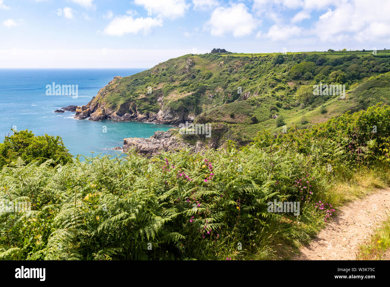 Il robusto bellissima costa sud dell'isola di Guernsey, Isole del Canale della Manica UK - fiori selvatici accanto al sentiero costiero che conduce al Petit Bot Bay Foto Stock