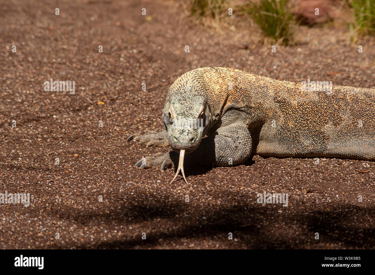 Bella drago di Komodo Foto Stock