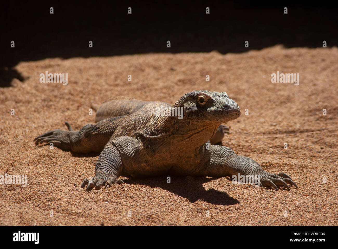 Bella drago di Komodo Foto Stock