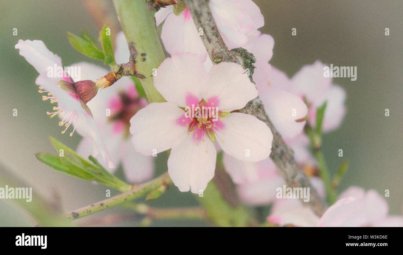 Fiore di mandorla. Prunus dulcis. Foto Stock