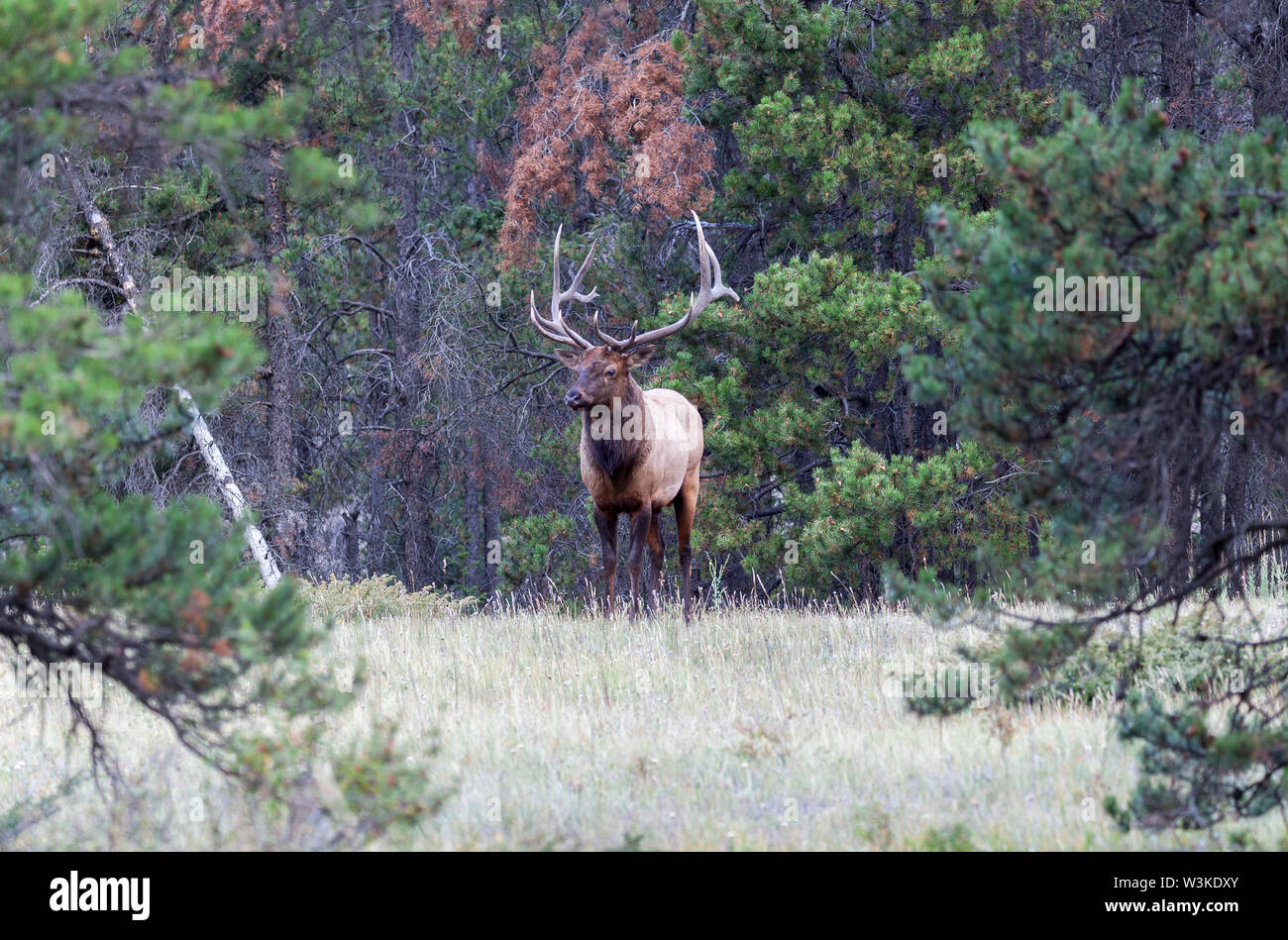 Wild Antlered bull elk durante la stagione di solchi Foto Stock