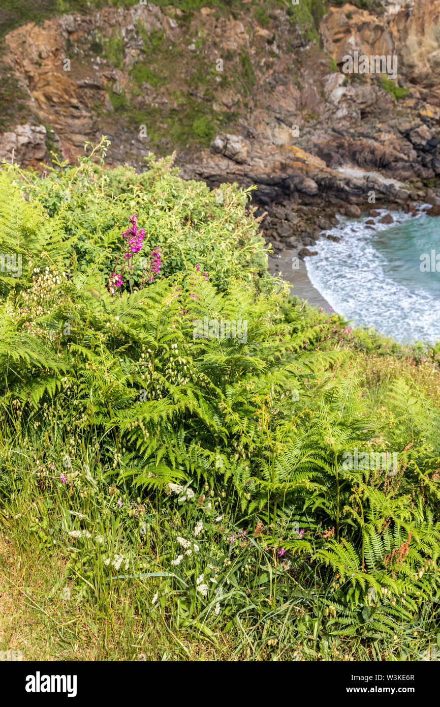 Fiori Selvatici e felci accanto al sentiero costiero sulle scogliere di Petit Bot Bay sulla bellissima robusto costa sud dell'isola di Guernsey, Isole del Canale della Manica UK Foto Stock
