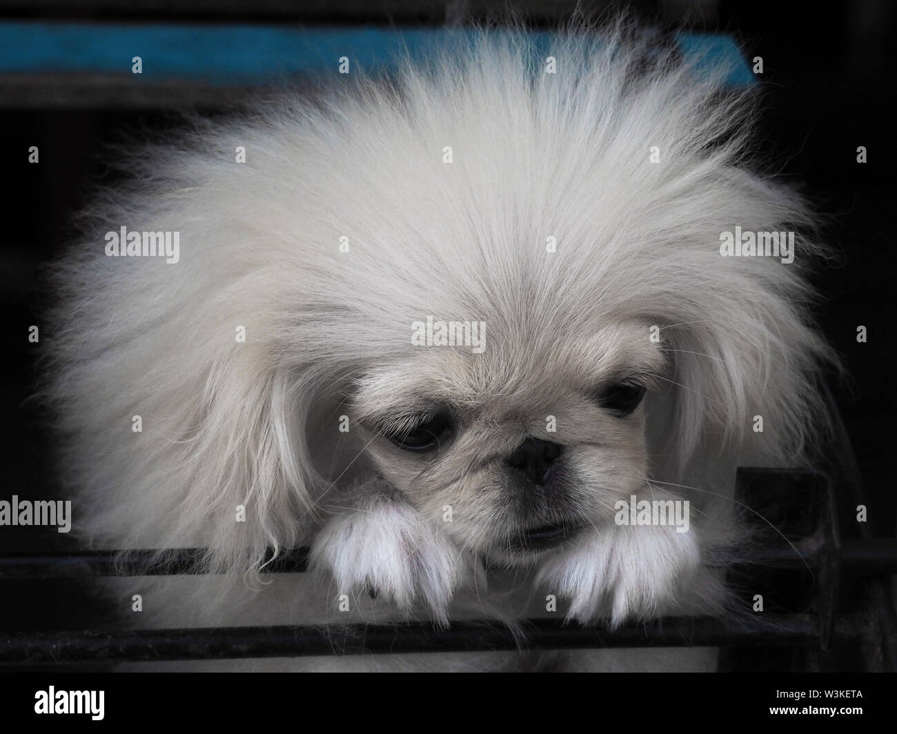 Prezioso cucciolo Pekinese peeped bianco, sembra pensare Foto Stock
