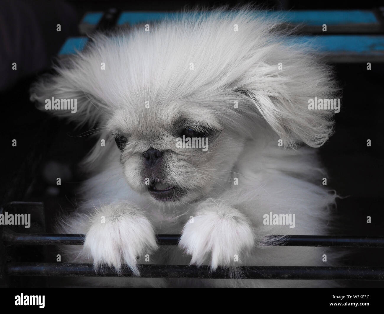 Prezioso cucciolo Pekinese peeped bianco Foto Stock