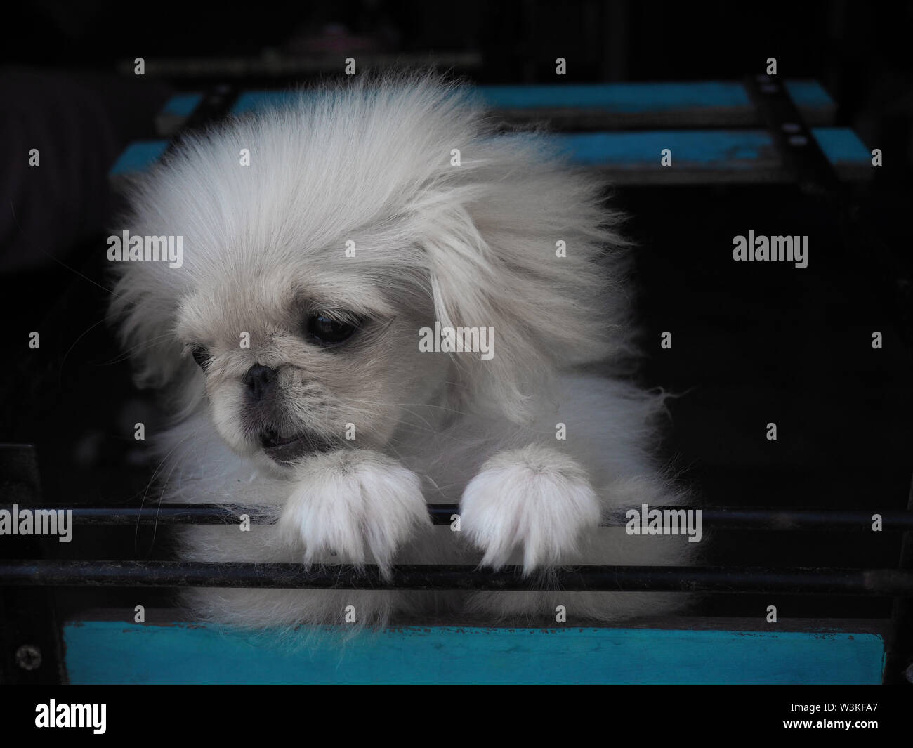 Prezioso cucciolo Pekinese peeped bianco Foto Stock