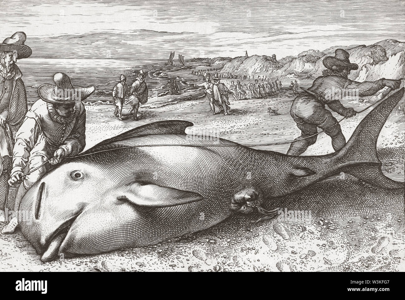 Due uomini misurare la lunghezza di un morto balena arenata. Dopo un tardo XVI secolo stampa. Foto Stock