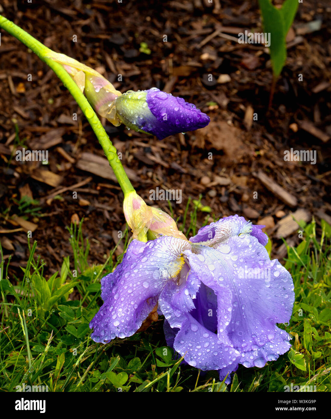 Iris barbuto caduta e coperta con acqua cade in un giorno di pioggia. Foto Stock