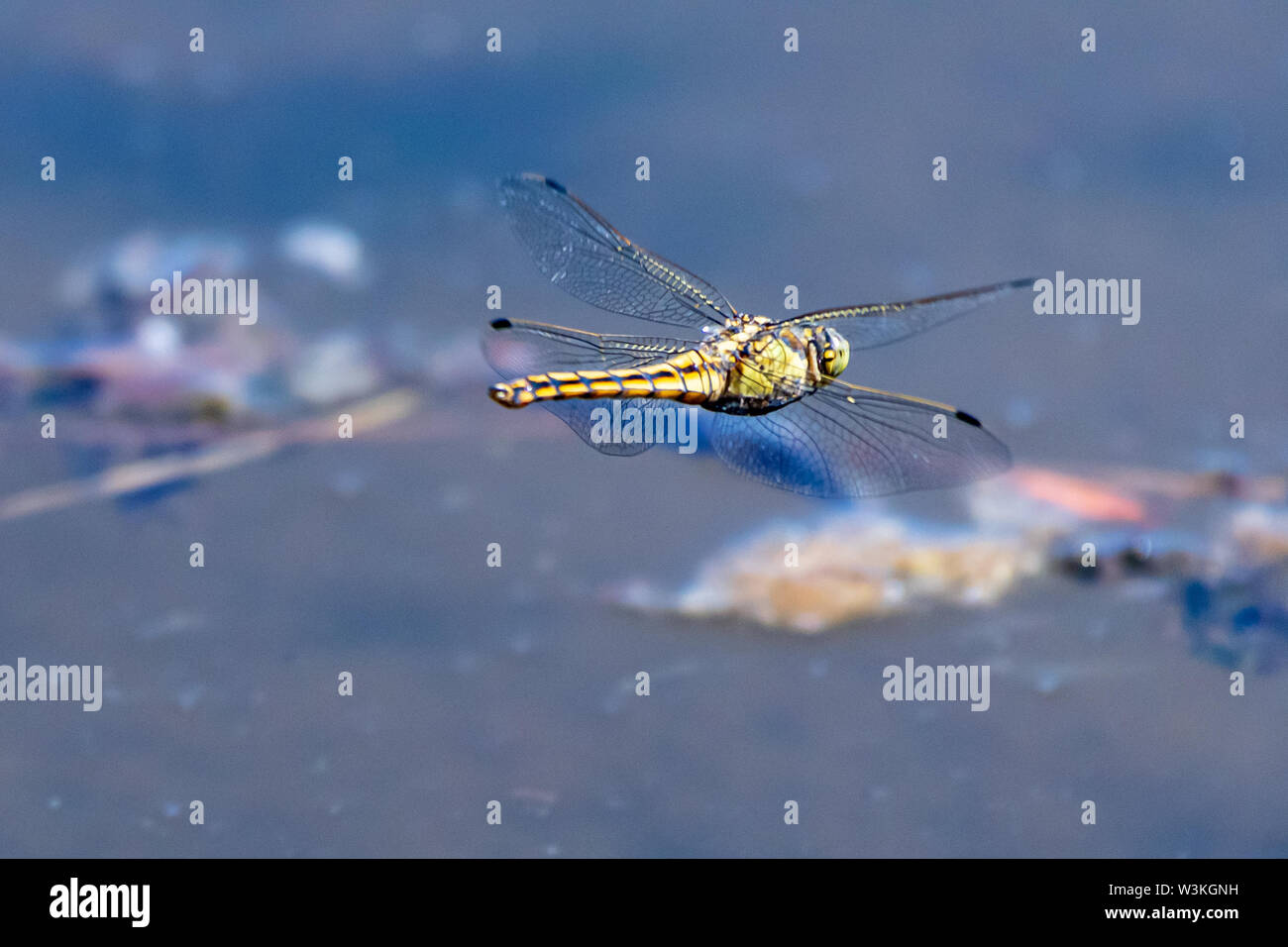 Un enorme Golden dragonfly in volo sopra la superficie della palude. Close up. Macro. Foto Stock