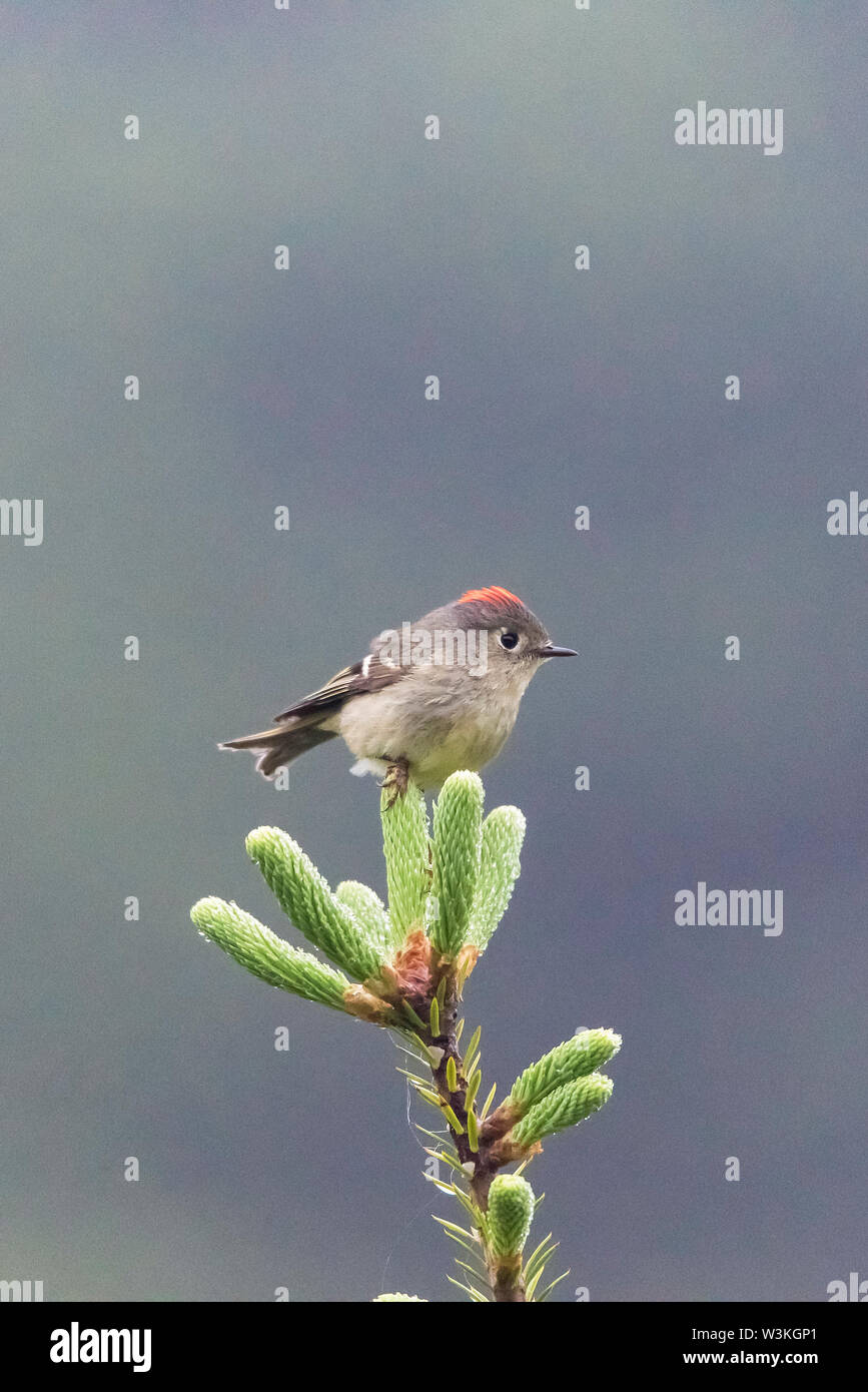 Ruby-cantò kinglet, Regulus calendula, arroccato in primavera in Nova Scotia, Canada, foresta Foto Stock