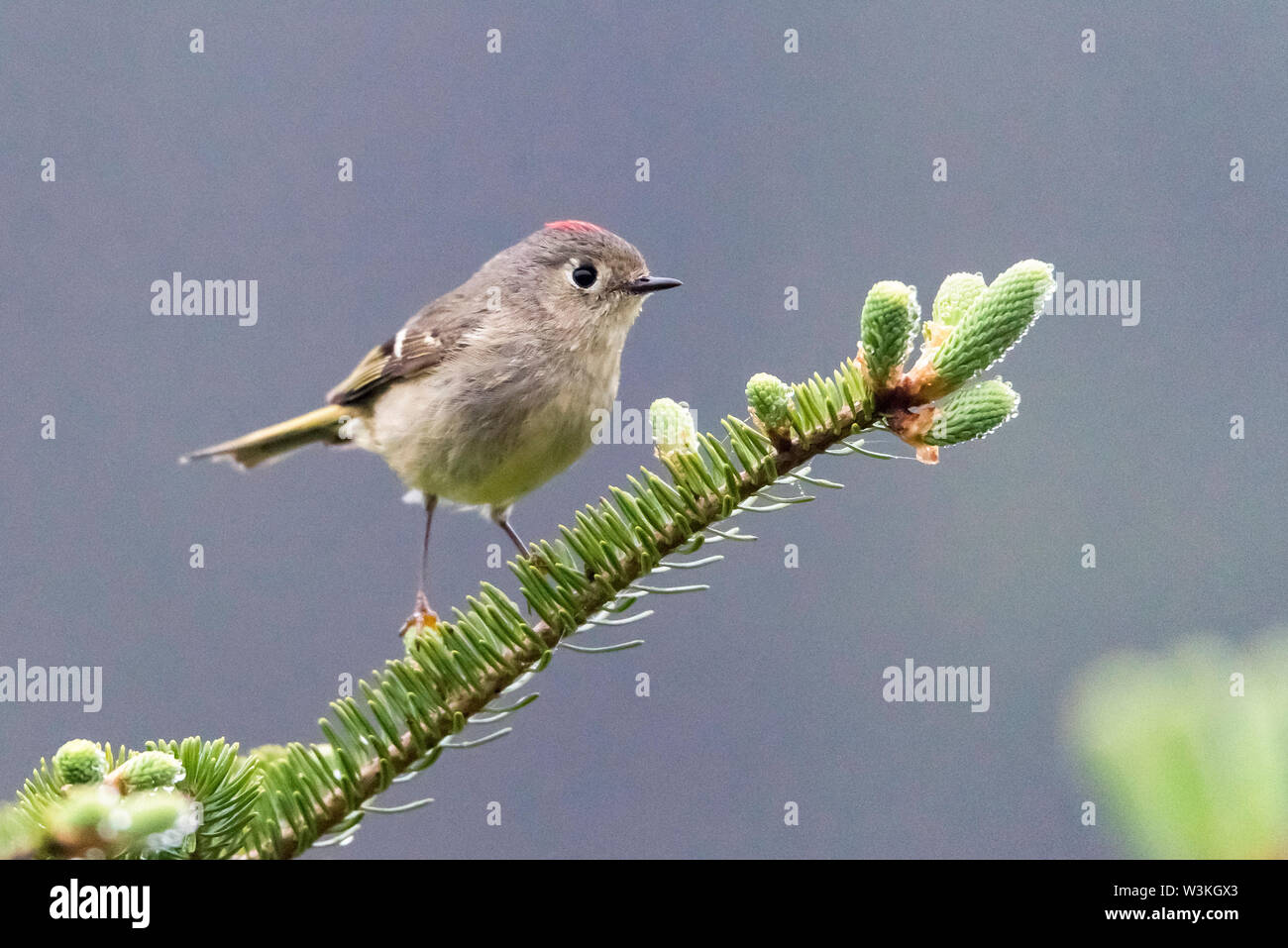 Ruby-cantò kinglet, Regulus calendula, arroccato in primavera in Nova Scotia, Canada, foresta Foto Stock