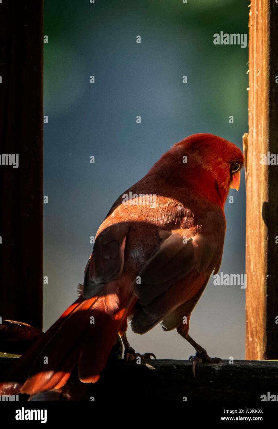 Luce rossa Foto Stock