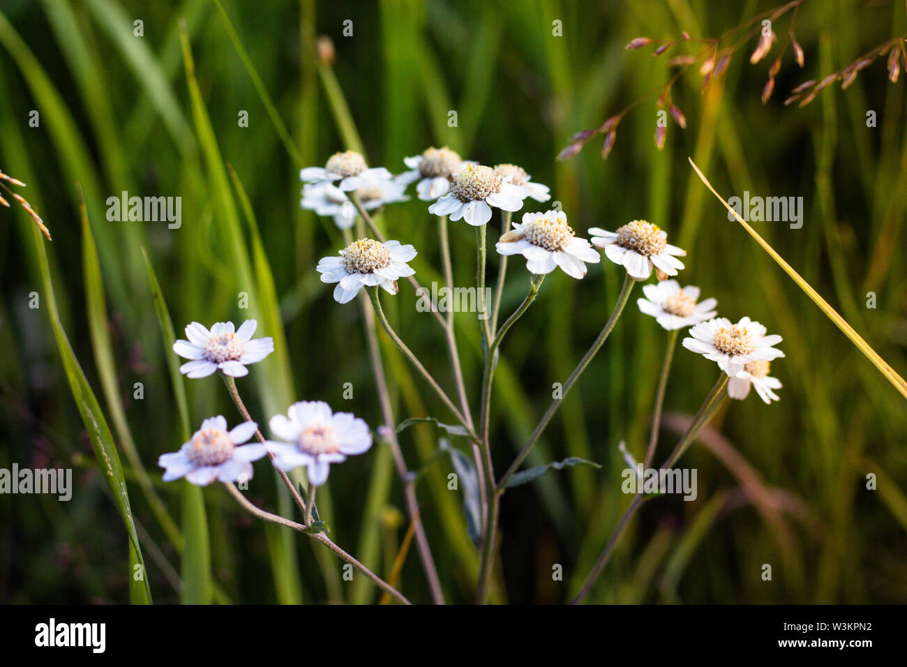 Infiorescenza di un gran numero di fiori bianchi. Fiori crescono contro lo sfondo di erba verde che cresce in una radura della foresta. Foto Stock