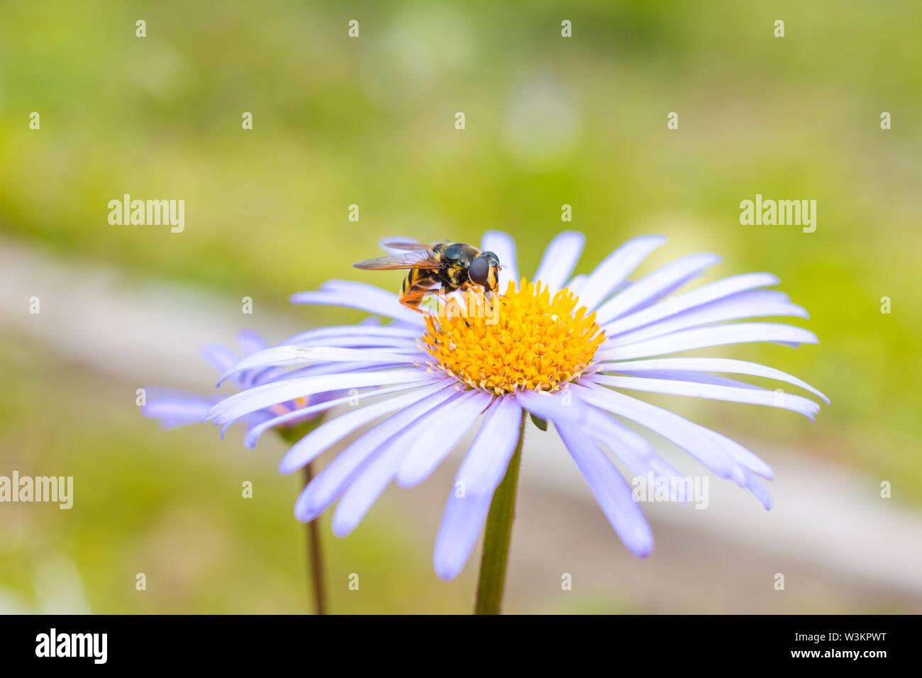 Un insetto si siede su una bella rosa fiore. Insetto raccoglie il nettare con la sua proboscide. Foto Stock