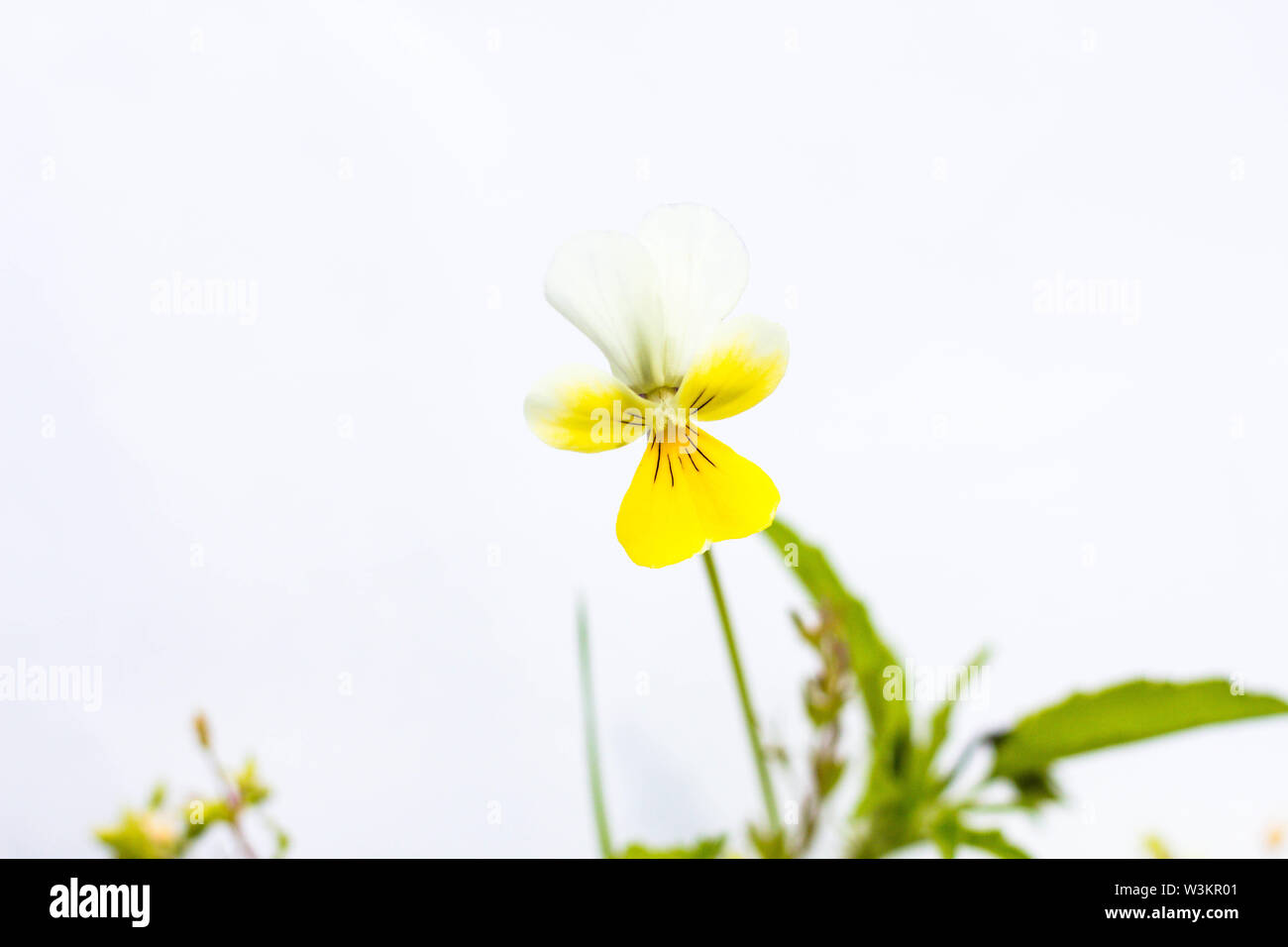 Bellissimo fiore giallo su sfondo bianco. Su soleggiate giornate estive, i fiori sbocciano e diventare più bella. Foto Stock