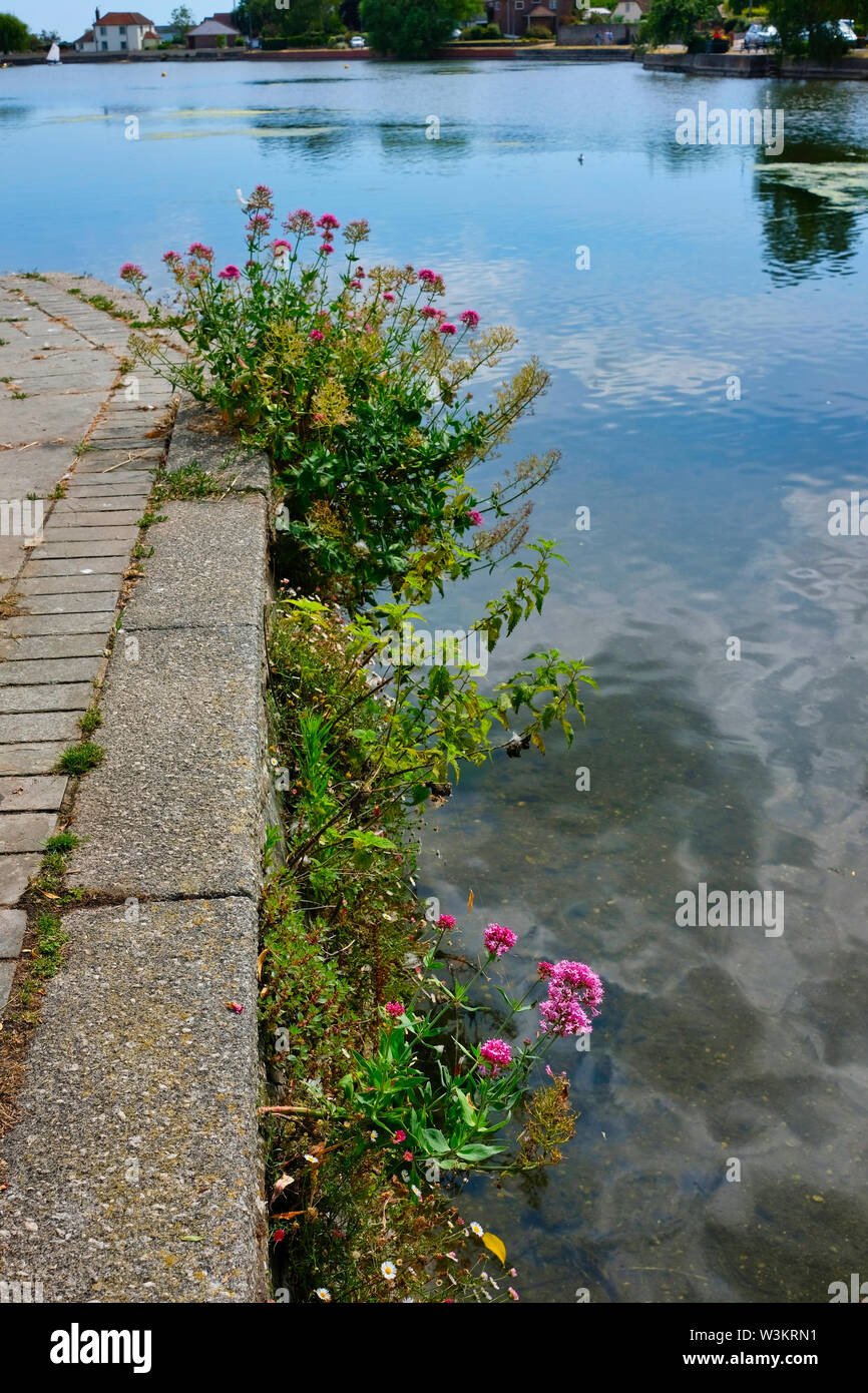 Red Valeriana in fiore in fessure nella parete circondante Emsworth Mill Pond, Peschici, Hampshire, Regno Unito Foto Stock