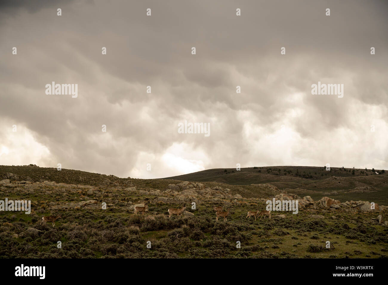 La fauna selvatica scena di Mule Deer in Wyoming Foto Stock