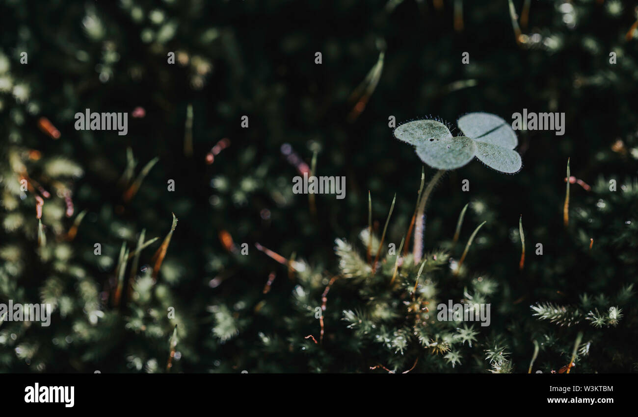 Close-up di quattro-foglia di trifoglio acqua o il trifoglio felce, messa a fuoco selettiva e sfondo sfocato Foto Stock