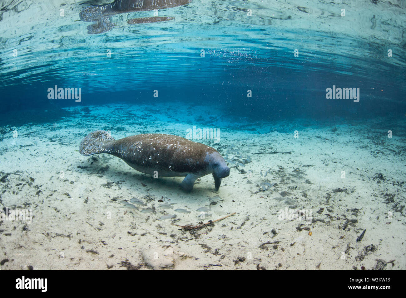 Una Florida manatee, Trichechus manatus latirostris, sale verso la superficie di Crystal River, Florida. Questo sirenian è una specie in via di estinzione. Foto Stock