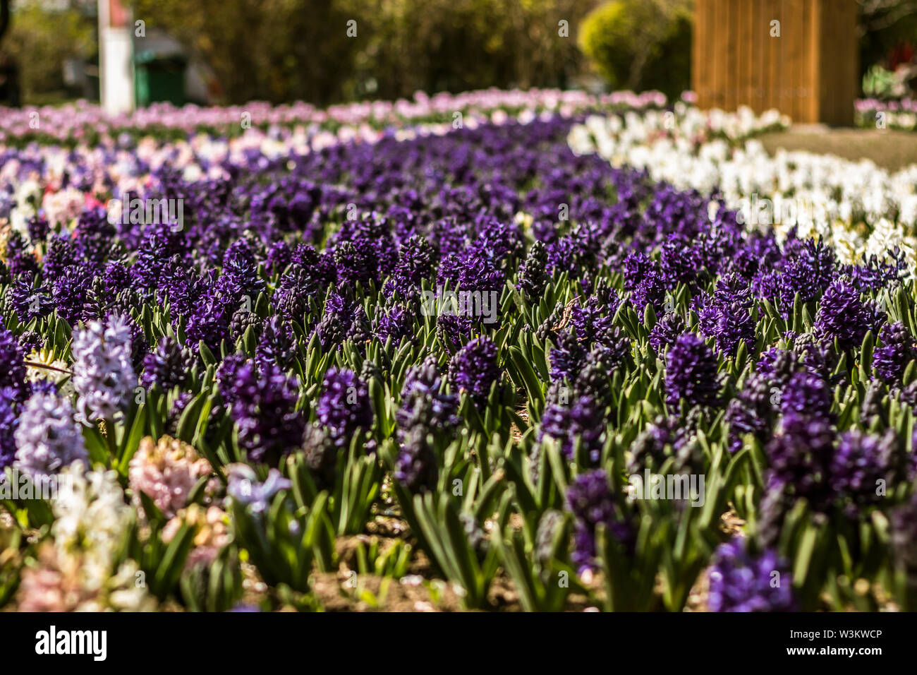 Campi di Tulipani in posizione di parcheggio Foto Stock