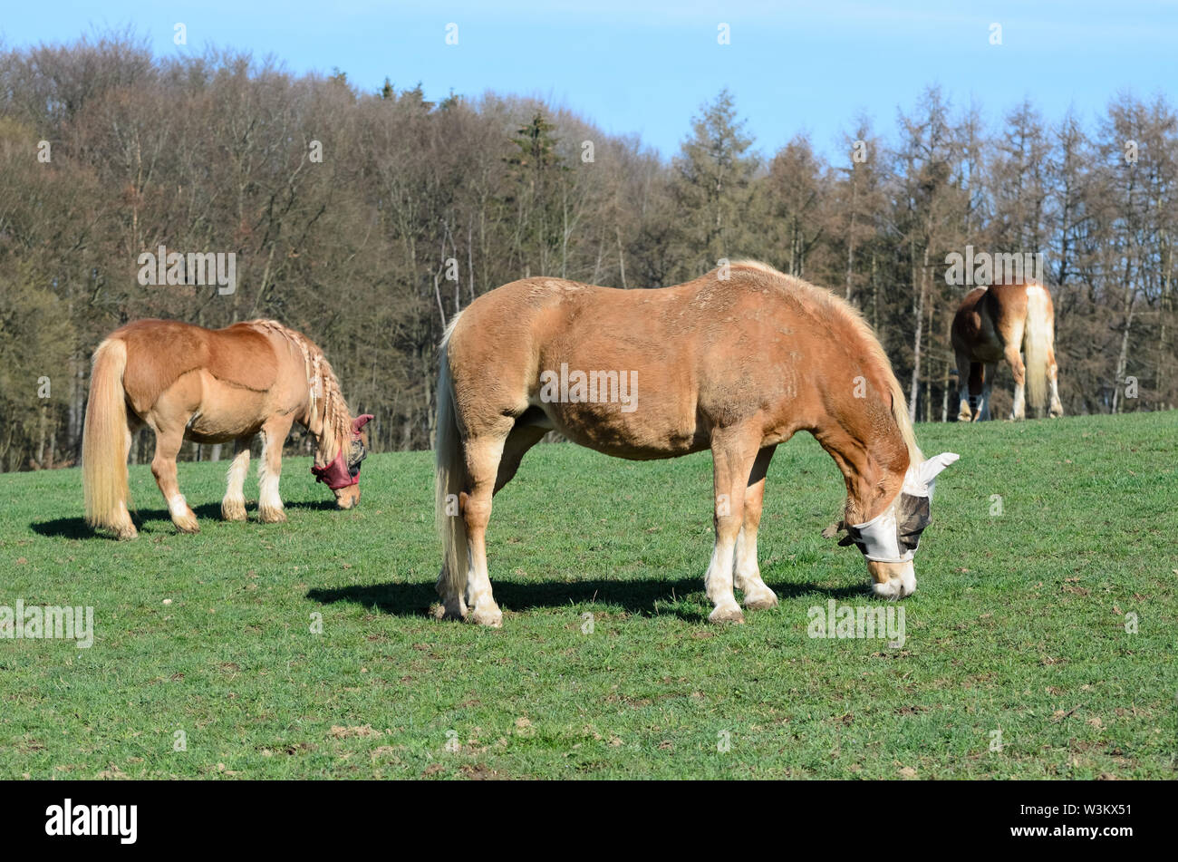 Equus ferus caballus, pascolo cavalli domestici su un pascolo in campagna in Baviera, Germania Foto Stock