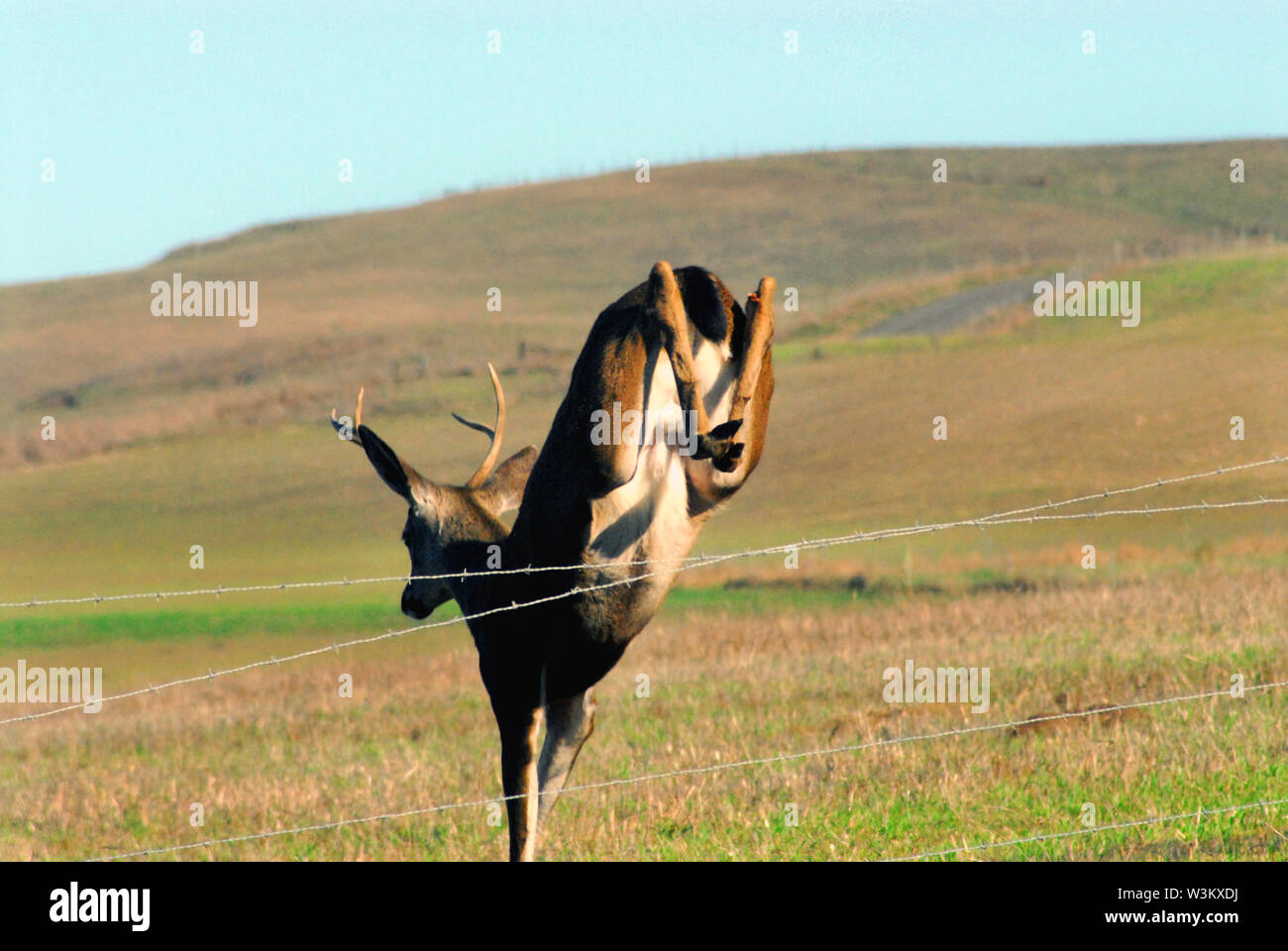 Un close up Azione girato di un cervo saltando su di un agricoltore del filo spinato sulle colline a nord di San Francisco, California, Stati Uniti d'America Foto Stock