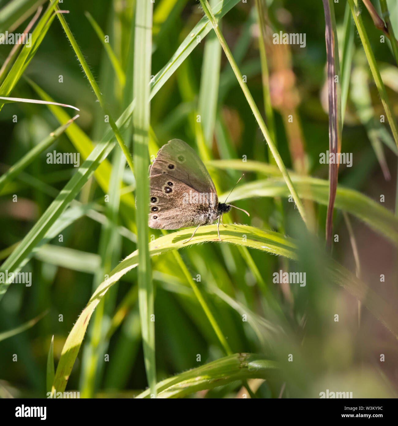Un anello (Aphantopus hyperantus) farfalla mostra underwing in erba lunga. Foto Stock