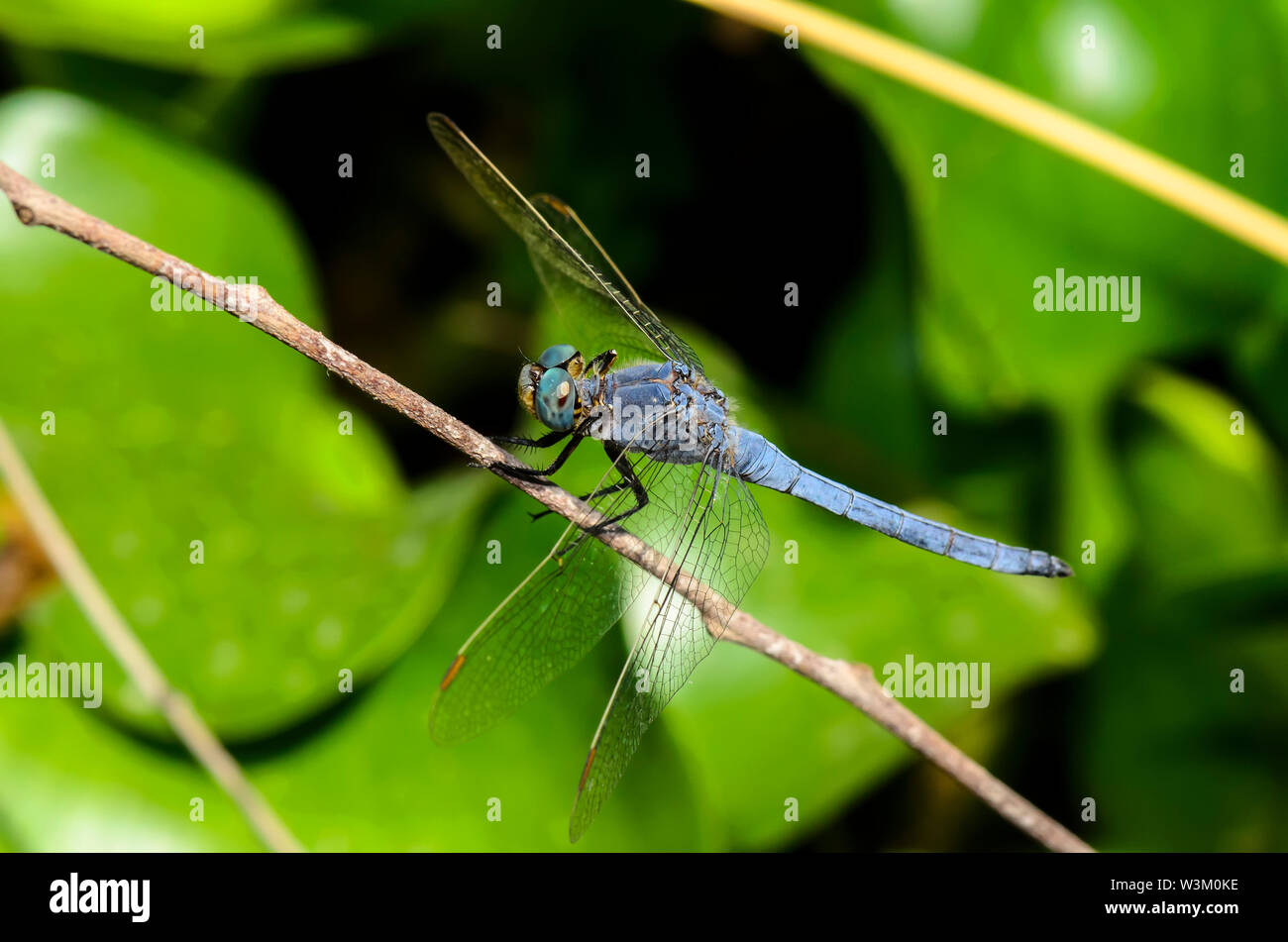 Il blue dasher dragonfly (Pachydiplax longipennis) Foto Stock