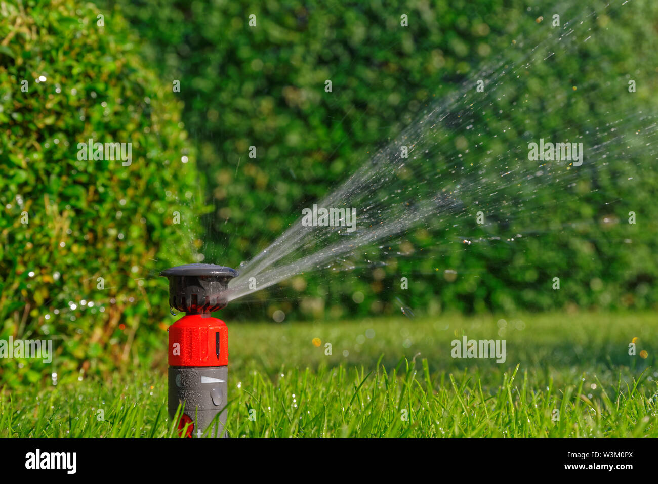 Prato automatica sprinkler irrigazione mentre contro la siepe verde Foto Stock