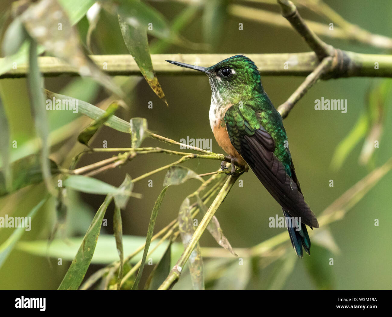 Primo piano della hummingbird femmina viola-tailed Sylph appollaiate su un ramo,Mindo,Ecuador.Il nome scientifico di questo uccello è Aglaiocercus coelestis. Foto Stock