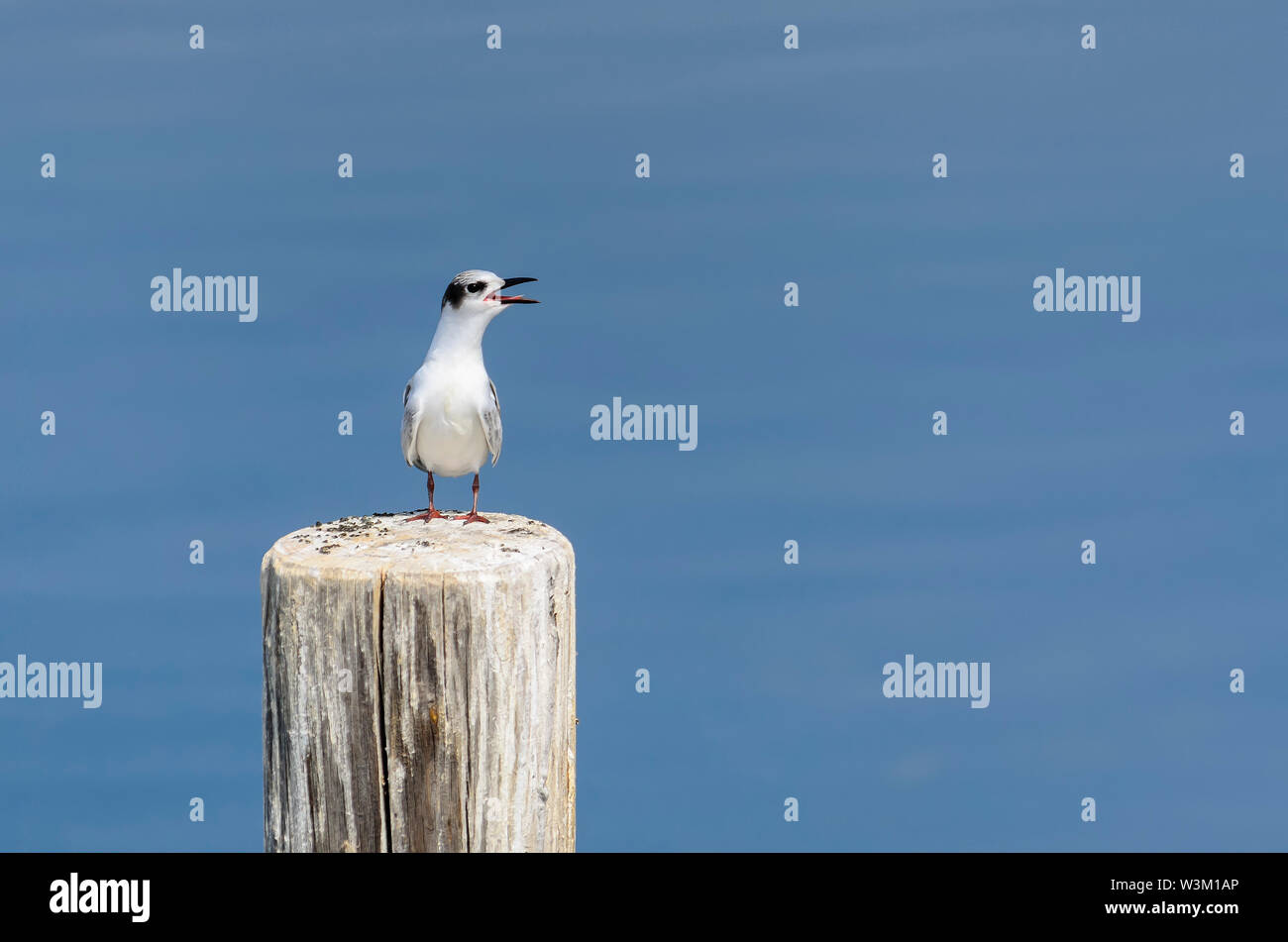 Il Bonaparte il gabbiano (Chroicocephalus philadelphia) seduto su un palo di legno Foto Stock